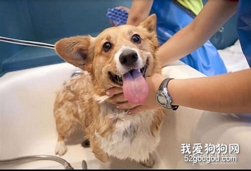 狗狗冬天多久洗一次澡比较好?