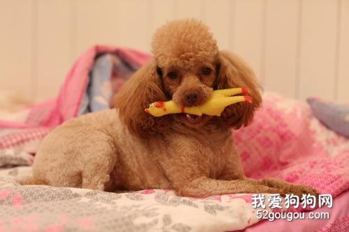 狗狗假孕是什么造成的 狗狗假怀孕该怎么治疗?