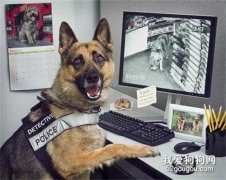 <b>假如警犬会自己去破案，那一定很帅吧！</b>