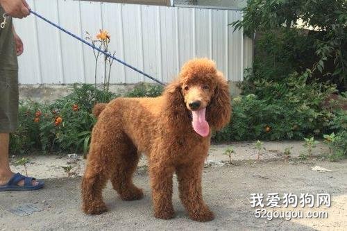 巨型泰迪犬