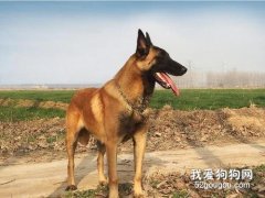 <b>如何判断马犬纯不纯，选购马犬时有哪些注意事项？</b>