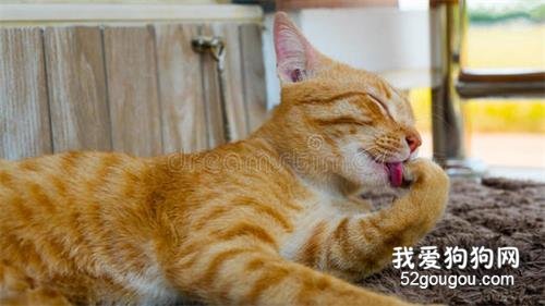 为什么猫咪平常喜欢舔自己？