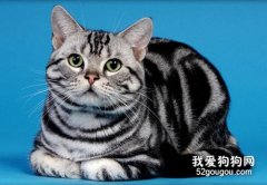 <b>美国短毛猫和英国短毛猫的区别</b>