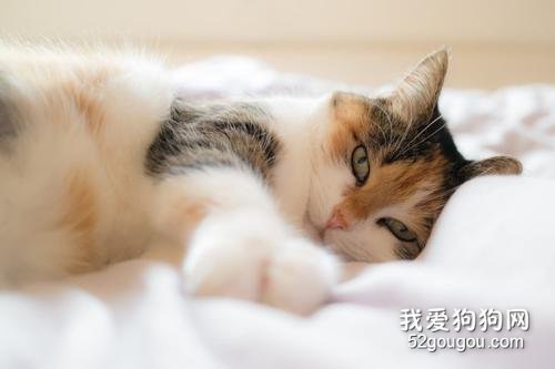 猫为什么喜欢睡床尾?