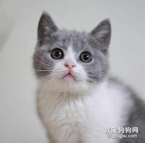 蓝白英短多少一只?蓝白英短挑选指南