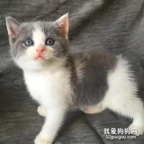 蓝白英短多少一只?蓝白英短挑选指南