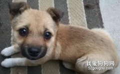 史上最全的40种中华田园犬！