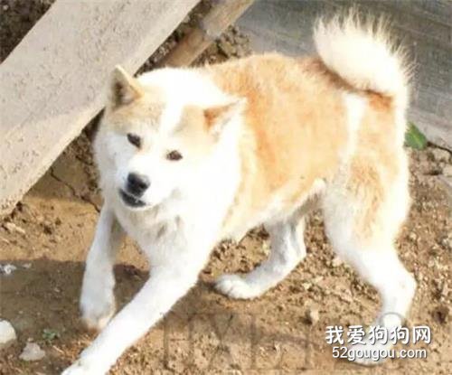 中华田园犬