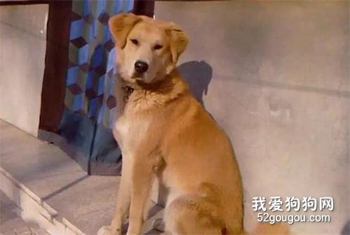 中华田园犬