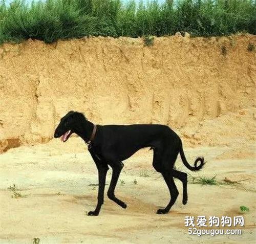 中华田园犬