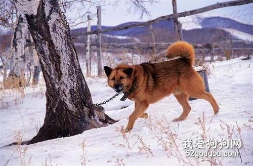 中华田园犬