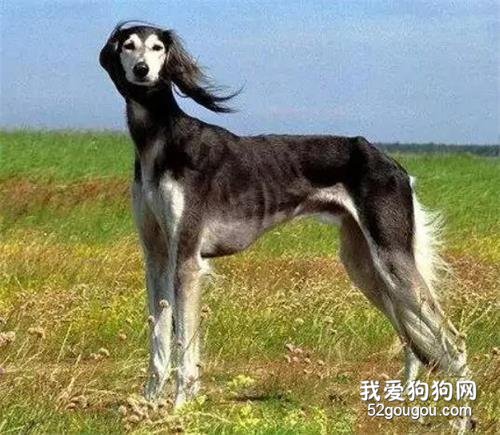 中华田园犬