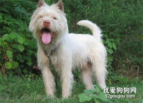 中华田园犬