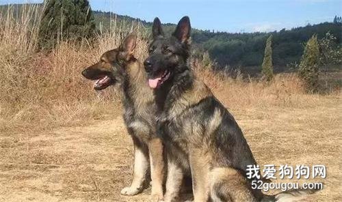 中华田园犬