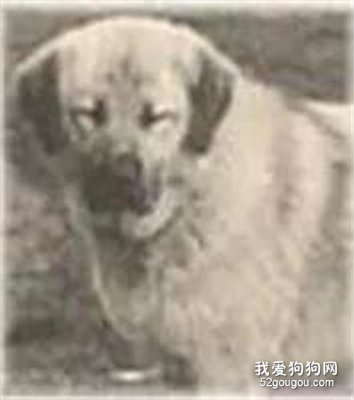 中华田园犬