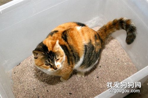 怎样训练猫用猫砂?应该遵循哪些原则?