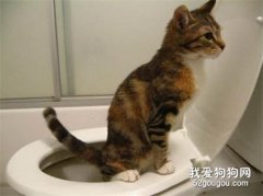 <b>怎样训练猫用马桶 六个简单的步骤</b>