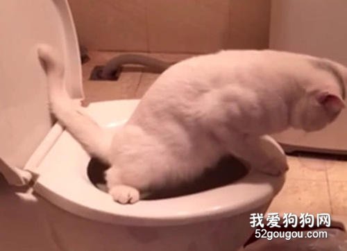 怎样训练猫用马桶 六个简单的步骤