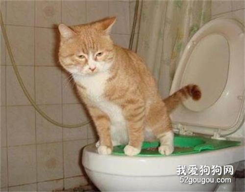 怎样训练猫用马桶 六个简单的步骤