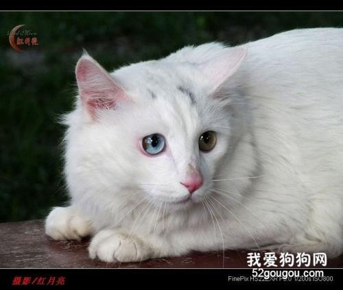 猫咪的生活习性和外貌特点