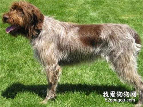 刚毛指示格里芬犬的形态特征有哪些？