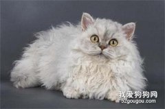 斯可可猫的性格 该猫性格十分温顺