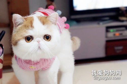 加菲猫这种猫咪平常好养吗?