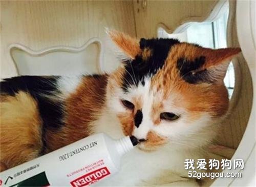 猫咪化毛膏使用的注意事项有哪些?