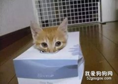 猫咪经常发出的呼噜声是什么意思？