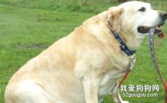 哪些狗狗平常就很容易长胖？