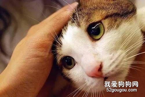 为什么猫咪平常很喜欢被摸头?