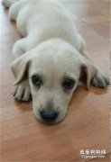 <b>拉布拉多犬去世后养了一只新拉拉，怎料华丽变身成了串串…</b>