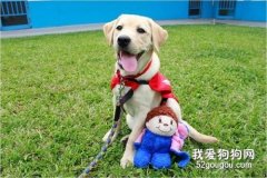 导盲犬多少钱一只 这个价格可能会吓到你