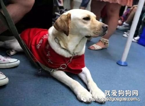 导盲犬多少钱一只