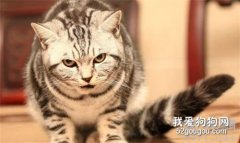 猫咪尿尿频繁每次只尿一滴可能是什么原因？