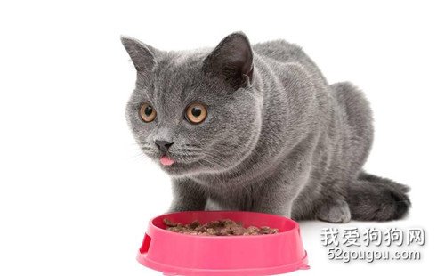 成年猫一个月吃多少猫粮?