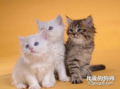 <b>猫咪喜欢什么颜色 猫咪对于颜色判断能力非常差</b>