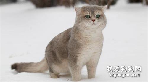 什么是蓝金渐层 蓝金渐层如何培育?