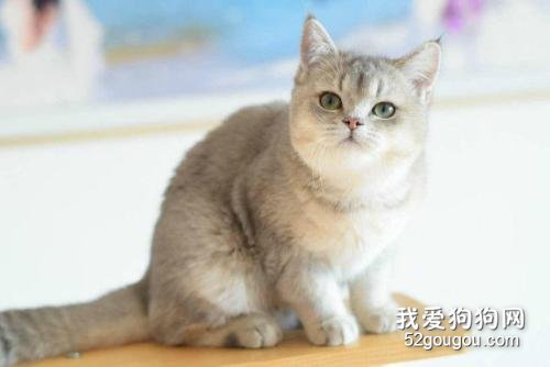 什么是蓝金渐层 蓝金渐层如何培育?
