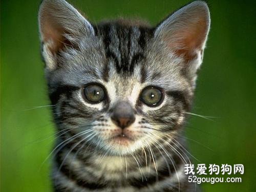 长寿的猫品种 这些猫咪属于比较长寿的猫咪了！
