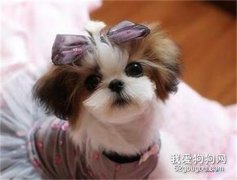 <b>饲养西施犬应该注意哪些？</b>