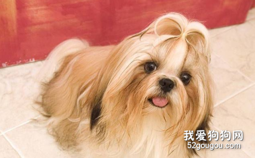 饲养西施犬应该注意哪些？