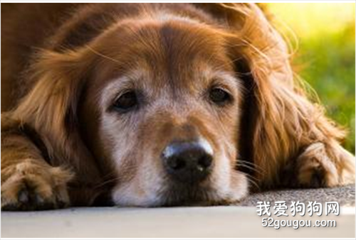 老龄犬喂养技巧:喂养老年狗狗的10条建议