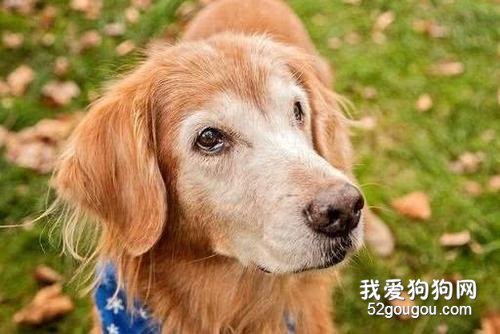 老龄犬喂养技巧:喂养老年狗狗的10条建议