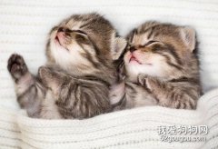 <b>新生小猫不拉屎不撒尿怎么办 这个需要主人来帮忙</b>
