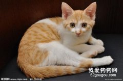 猫鼻气管炎是猫鼻支吗？