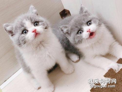猫瘟是通过什么方式传染给别的猫?