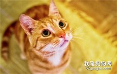 猫咪拉肚子是怎么回事 在家应如何护理？
