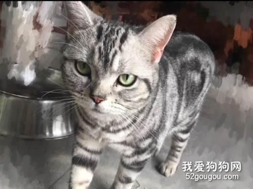 猫咪拉肚子是怎么回事 在家应如何护理?
