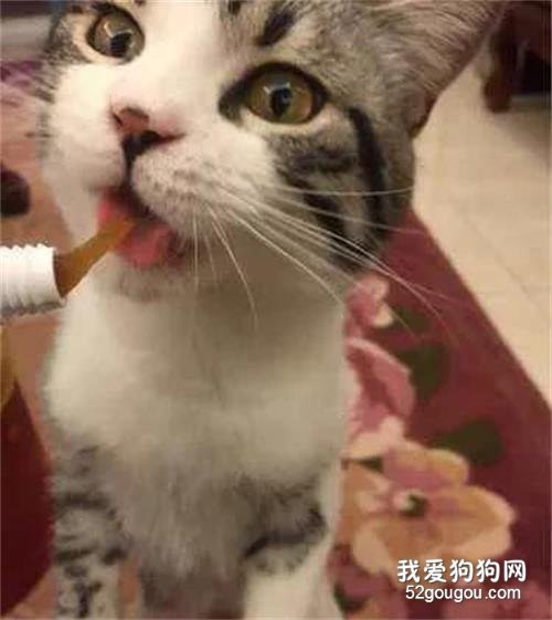 猫吃化毛膏有什么作用 什么时候应该喂?